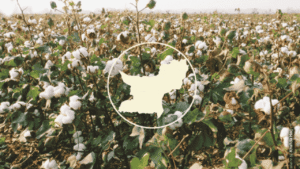 Balochistan cotton sector reforms urgently needed