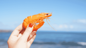 Balochistan shrimp farming project boosts aquaculture and seafood exports