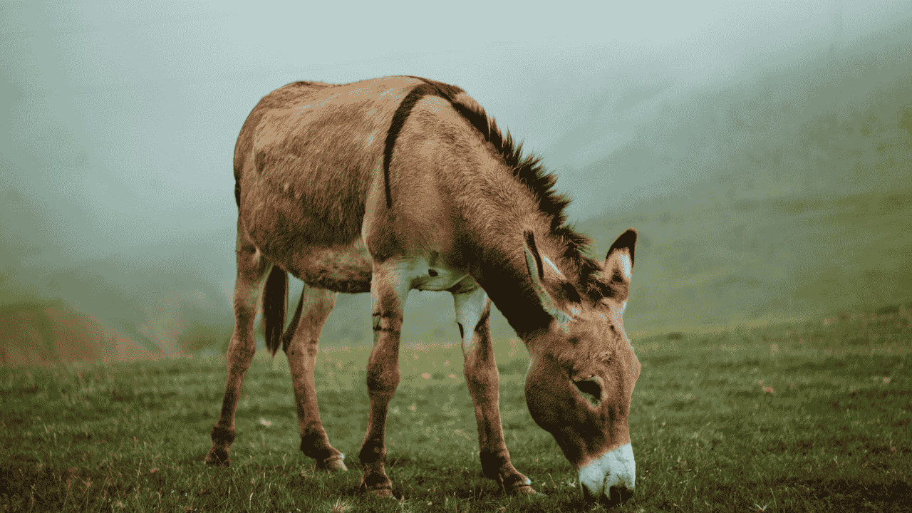 Donkey industry in Pakistan for exports and economic growth