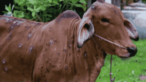 Lumpy Skin Disease in Sindh hits livestock economy