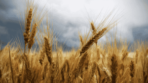 Pakistan Wheat Shortage 2025