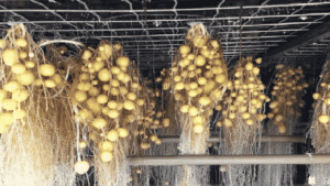 Pakistan aeroponic potato seed project boosting local seed production.