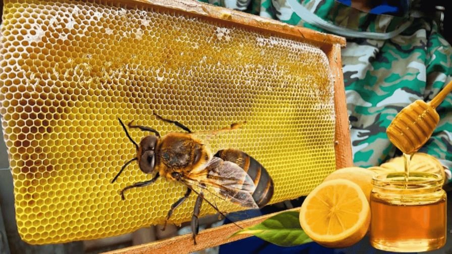Pakistan honey production 2025 boosted by bee flora plantation, forest cover expansion, and modern beekeeping technology