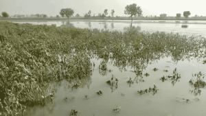 Punjab floods food crisis 2025 devastates crops, causing vegetable, fruit, and poultry price surges across Lahore and other districts