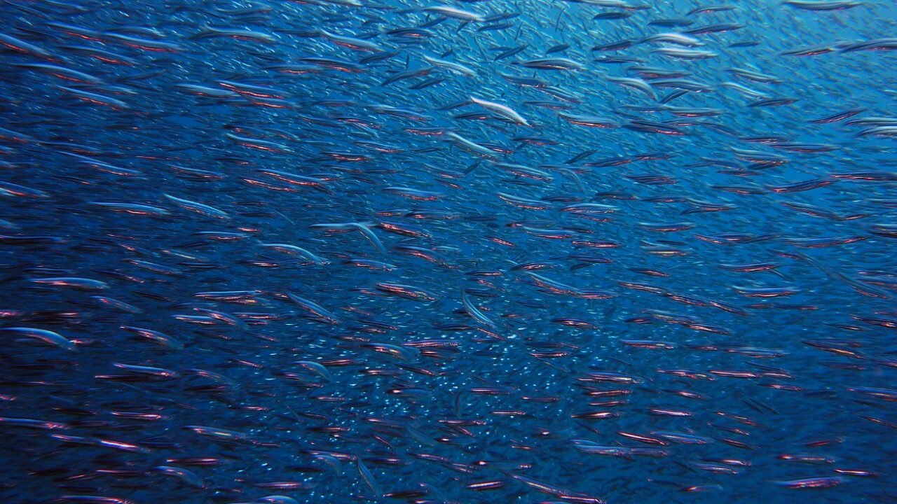 Fishermen in Sindh facing declining fish catches due to overfishing and habitat loss