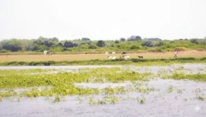 Pakistan agriculture flood damage 2025, crop losses and economic impact