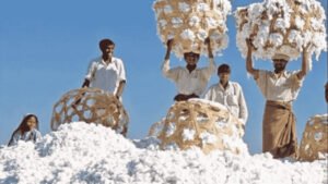 Pakistan cotton fields with farmers boosting organic cotton production