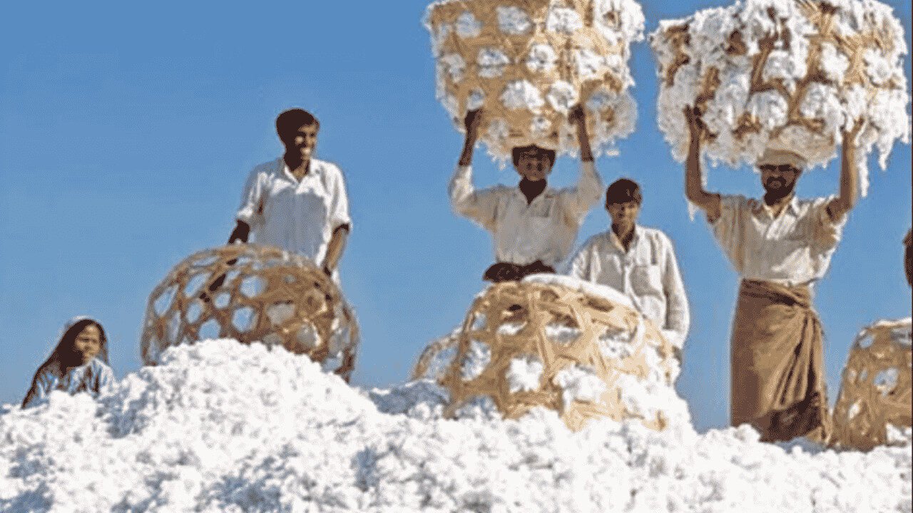 Pakistan cotton fields with farmers boosting organic cotton production