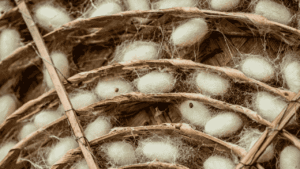 Pakistan silk industry revival through silkworm farming in Punjab