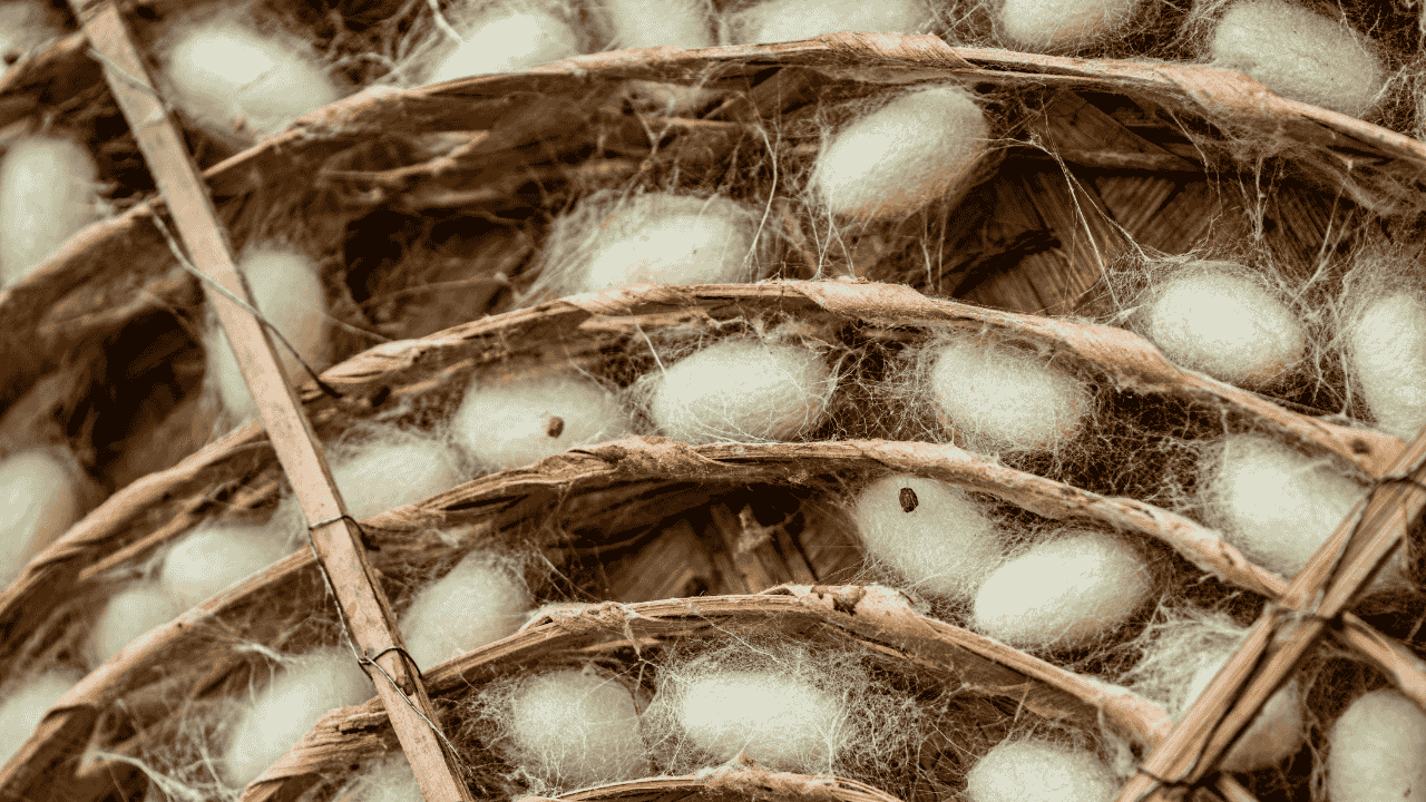 Pakistan silk industry revival through silkworm farming in Punjab