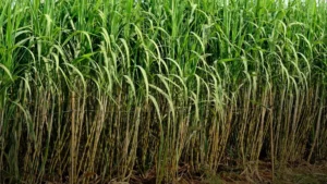 Pakistan sugarcane production 2025 report shows growth in cultivation area despite lower yields.