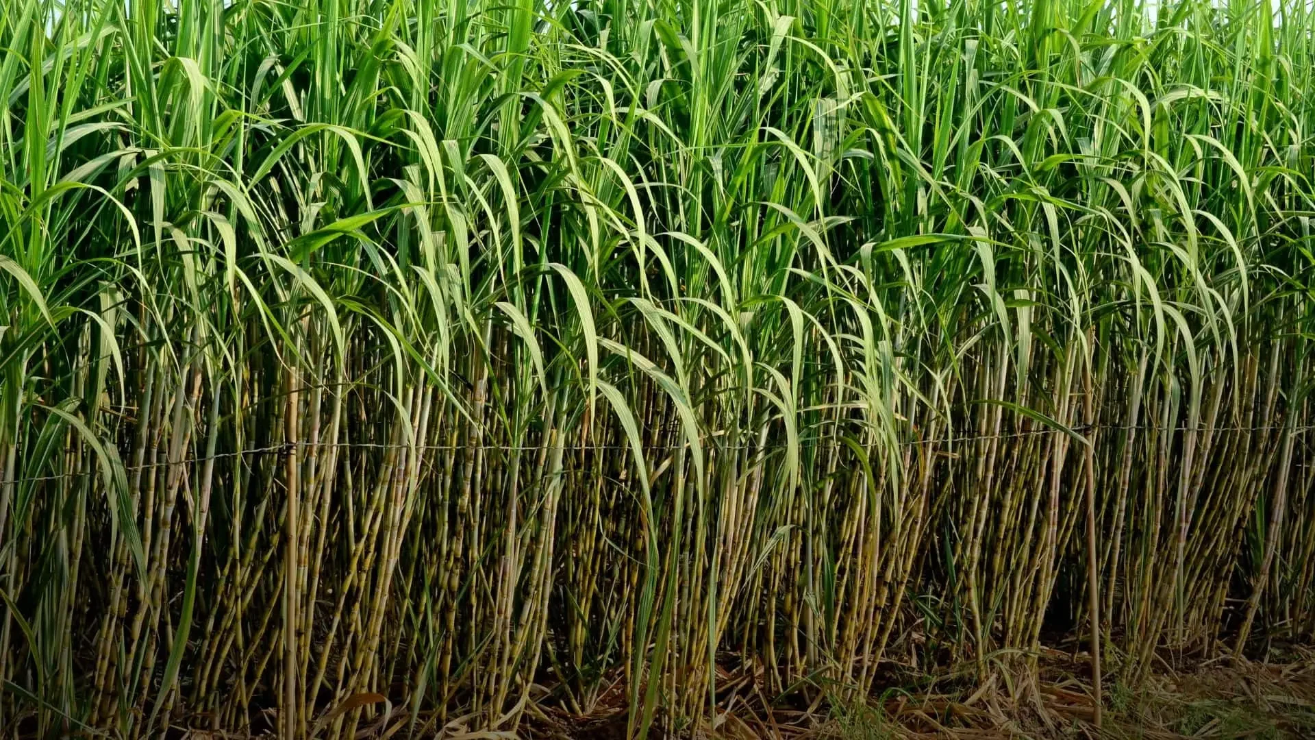 Pakistan sugarcane production 2025 report shows growth in cultivation area despite lower yields.