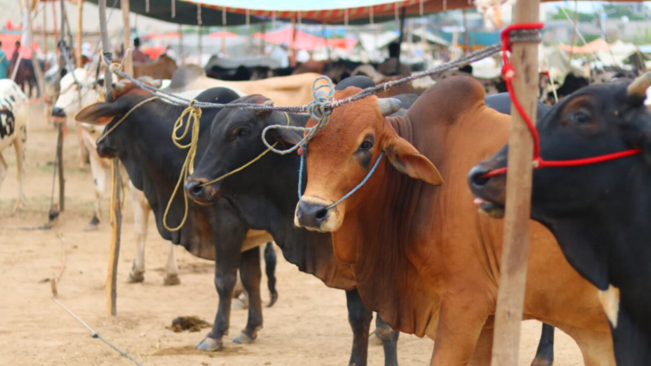 Punjab livestock loan scheme supports farmers with cows buffaloes and goats for dairy and meat production