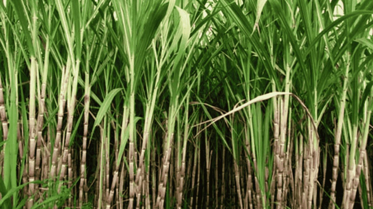 Punjab sugarcane fields facing delays in crushing season
