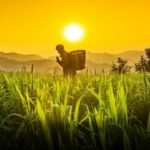 BARI Chakwal crop innovations improving rain fed agriculture in Pakistan