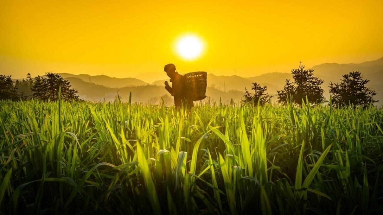 BARI Chakwal crop innovations improving rain fed agriculture in Pakistan