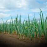 Chart showing Pakistan onion production rising to 2.747 million tons