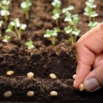 Experts warn that Sindh seed development failures are reducing crop yields