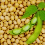 New heat tolerant soybean varieties boost Pakistan soybean production in Punjab