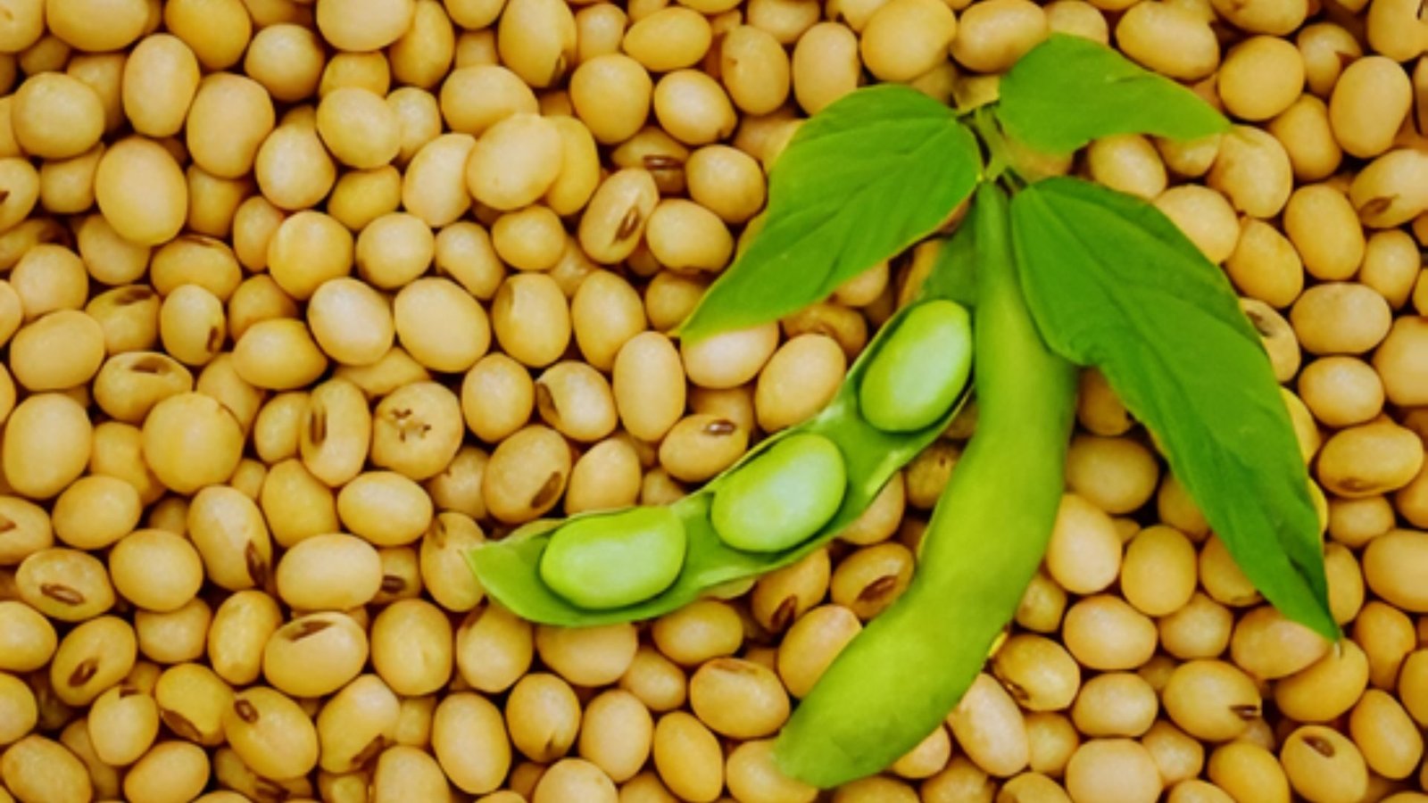 New heat tolerant soybean varieties boost Pakistan soybean production in Punjab
