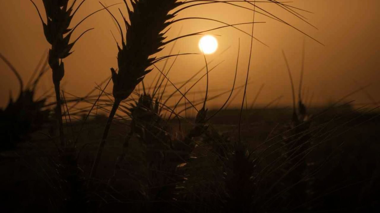 Pakistan Agricultural Research Collaboration modernizing labs and training programs