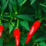 Pakistan chili production 2025 data shows higher cultivation area but missed output targets across Sindh, Punjab, and Balochistan.