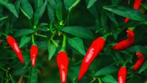 Pakistan chili production 2025 data shows higher cultivation area but missed output targets across Sindh, Punjab, and Balochistan.