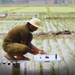 Pakistan rice research develops high yield and climate resilient varieties