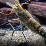 Pakistan shrimp farming driving coastal economic growth and seafood exports