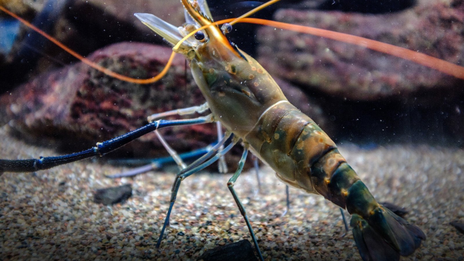 Pakistan shrimp farming driving coastal economic growth and seafood exports