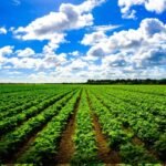 Potohar agriculture projects at BARI improve seed production and high value fruit cultivation