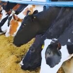 Punjab livestock diagnostic facilities with ultrasound and X ray units