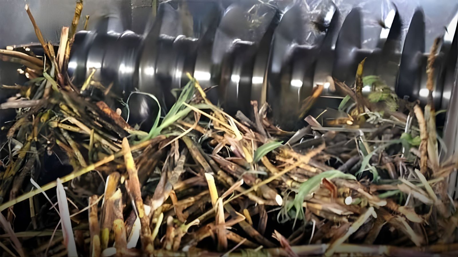 Punjab sugarcane crushing 2025 operations at local mills