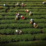 Punjab wheat sowing 2025 in full swing with farmers planting crops before November 30