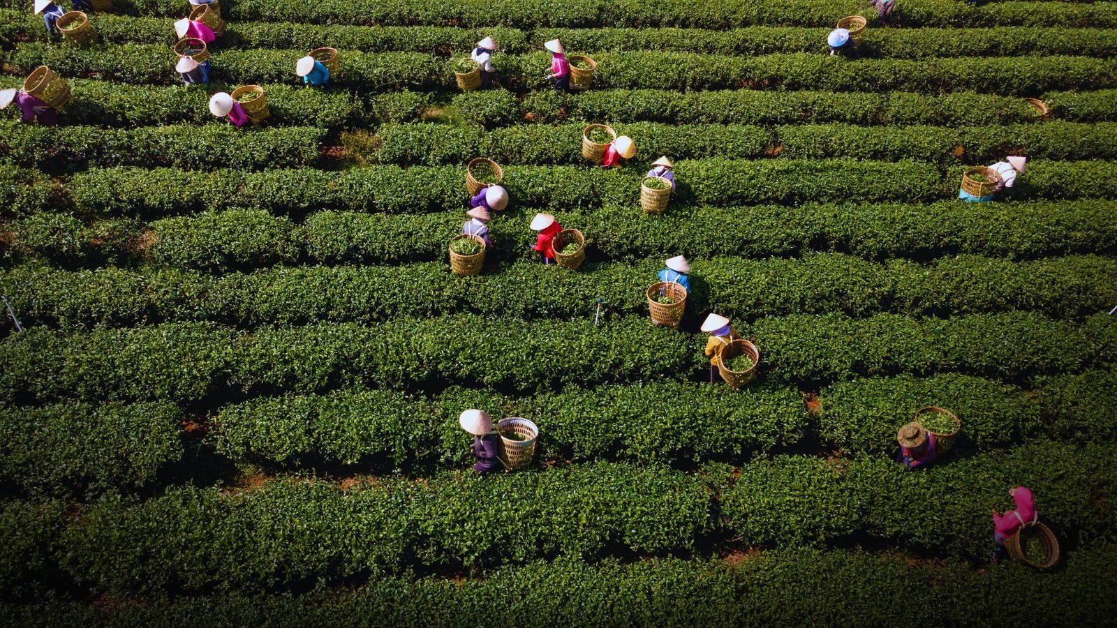 Punjab wheat sowing 2025 in full swing with farmers planting crops before November 30