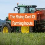 Sindh Rabi crops 2025 showing wheat fields and rising input costs