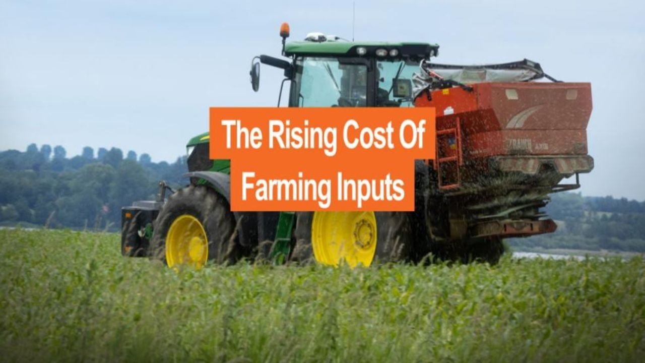 Sindh Rabi crops 2025 showing wheat fields and rising input costs